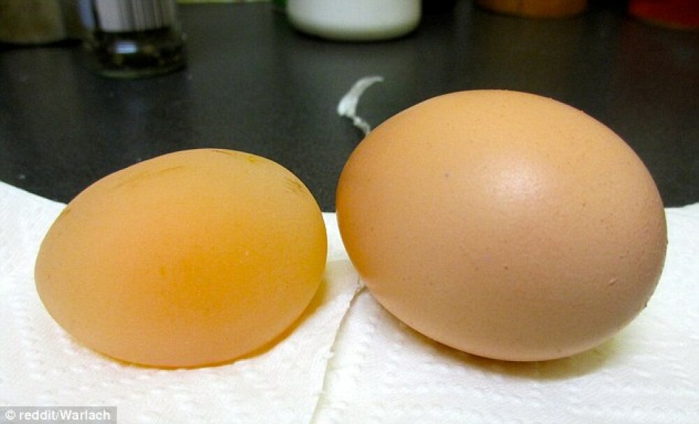 Ce ar fi ouat gaina unui barbat din SUA. Imaginea care a ajuns viral pe internet. FOTO - Imaginea 1