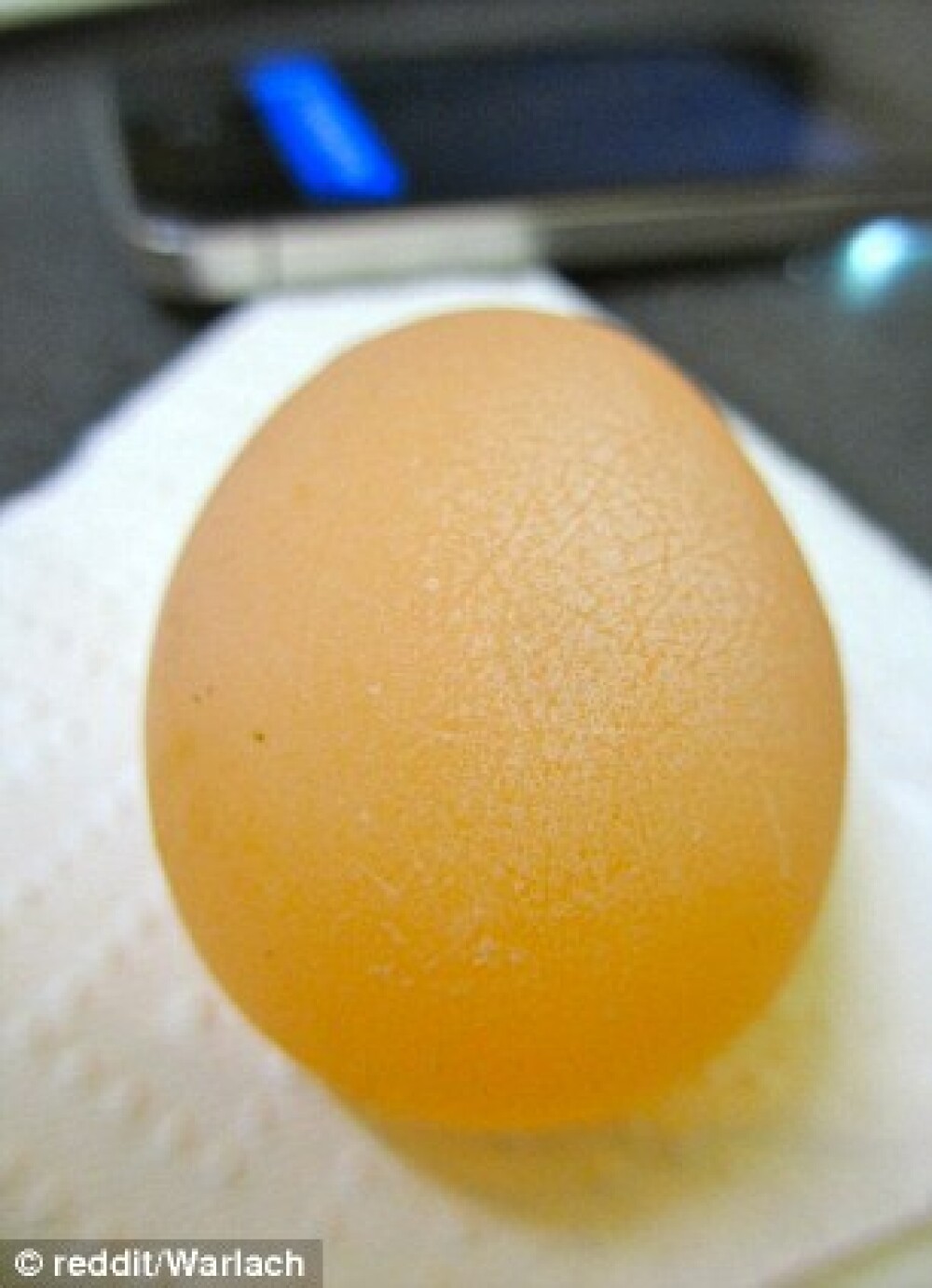 Ce ar fi ouat gaina unui barbat din SUA. Imaginea care a ajuns viral pe internet. FOTO - Imaginea 2