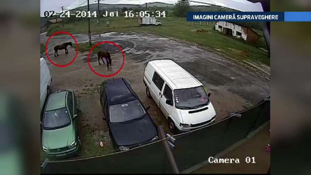 IMAGINI camera de supraveghere. Un sofer si fetita lui, la un pas de moarte din cauza unor cai uitati in mijlocul drumului - Imaginea 1