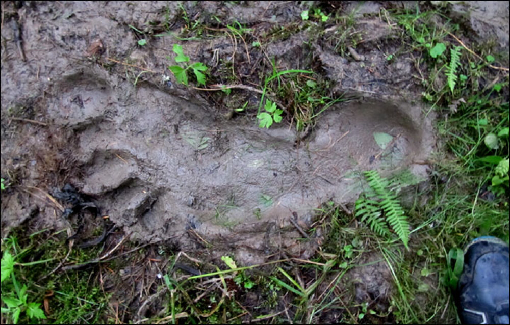 Urma uriasa de picior descoperita intr-o padure din Siberia. 