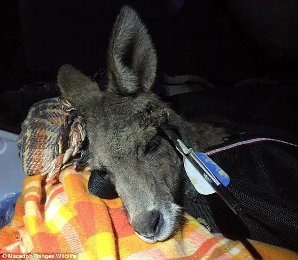 Cruzime extrema intr-un oras australian. Un cangur care a trait timp de 9 zile cu o sageata in cap a murit din cauza ranilor - Imaginea 2
