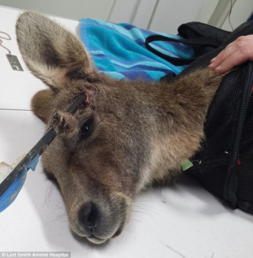 Cruzime extrema intr-un oras australian. Un cangur care a trait timp de 9 zile cu o sageata in cap a murit din cauza ranilor - Imaginea 3