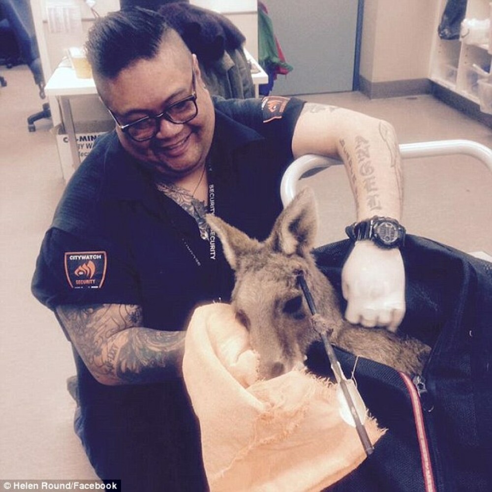 Cruzime extrema intr-un oras australian. Un cangur care a trait timp de 9 zile cu o sageata in cap a murit din cauza ranilor - Imaginea 4