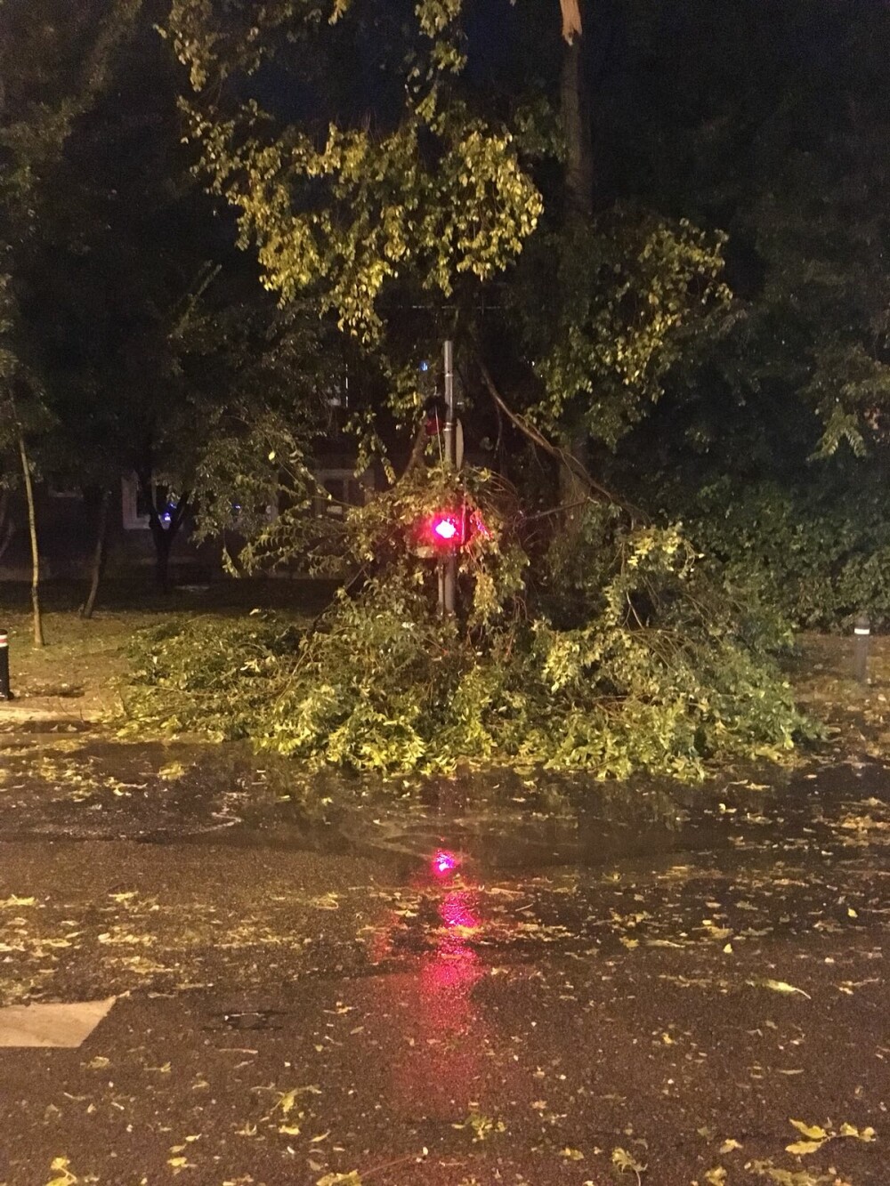 Copac căzut în zona Băneasa