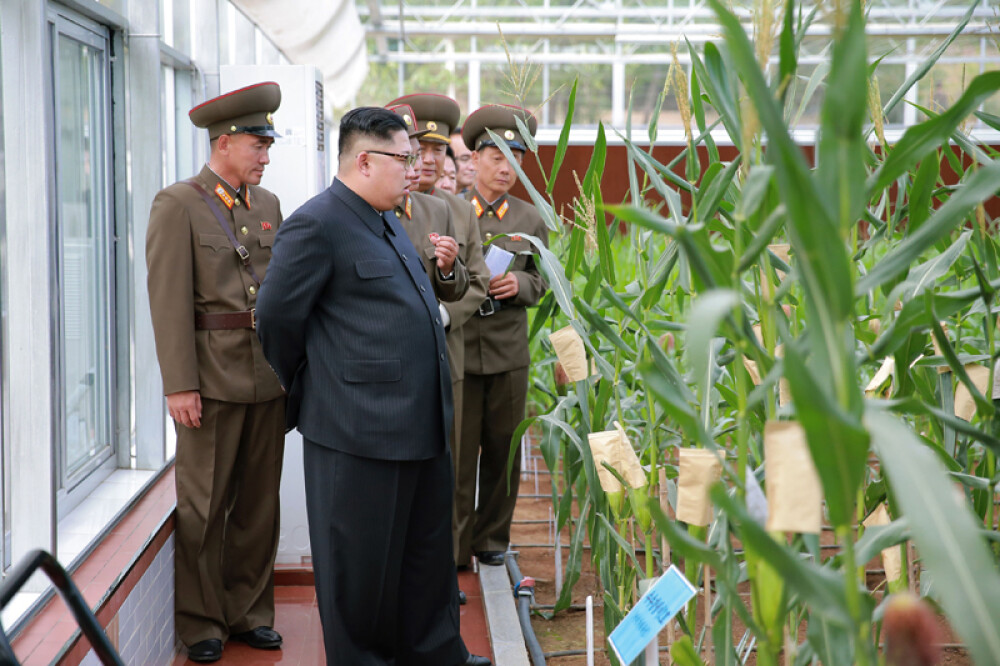 Kim Jong-un a vizitat o fermă, generalii au luat notițe în lanul de orez. Imaginile publicate sunt amuzante și sinistre - Imaginea 2