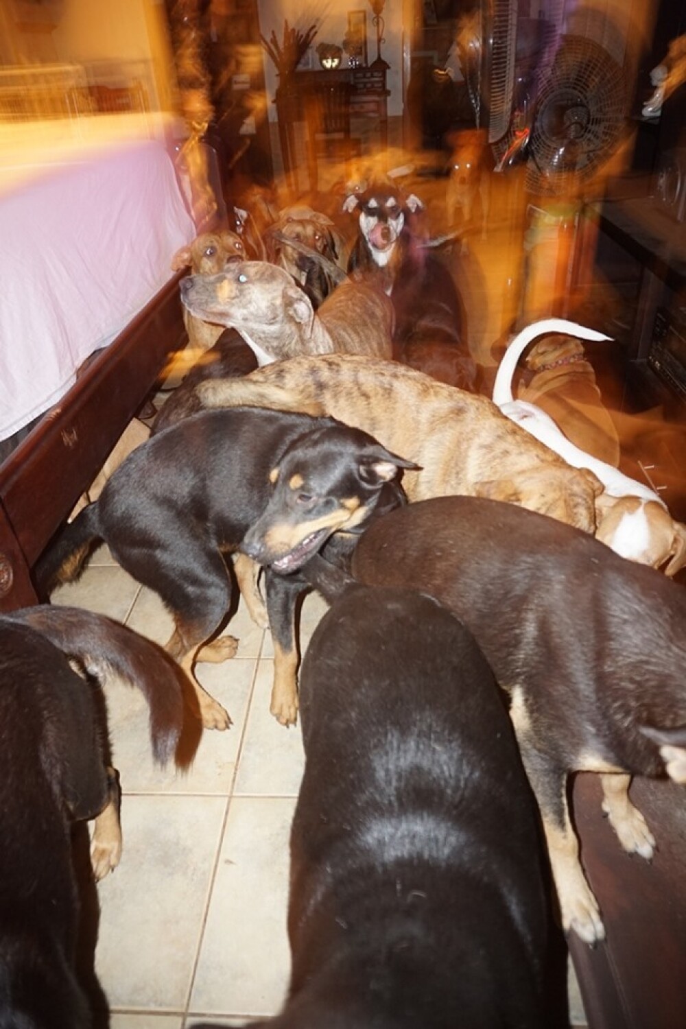 100 de câini, salvați de o femeie din calea uraganului Dorian. „E o nebunie aici” - Imaginea 3