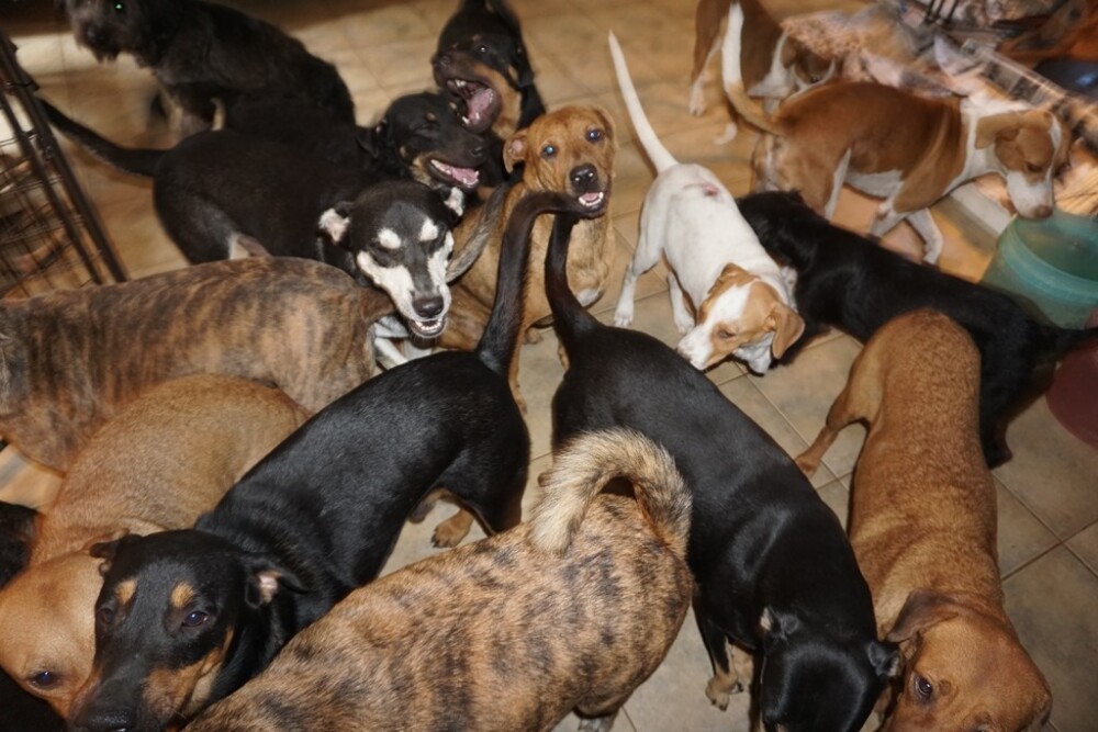 100 de câini, salvați de o femeie din calea uraganului Dorian. „E o nebunie aici” - Imaginea 2