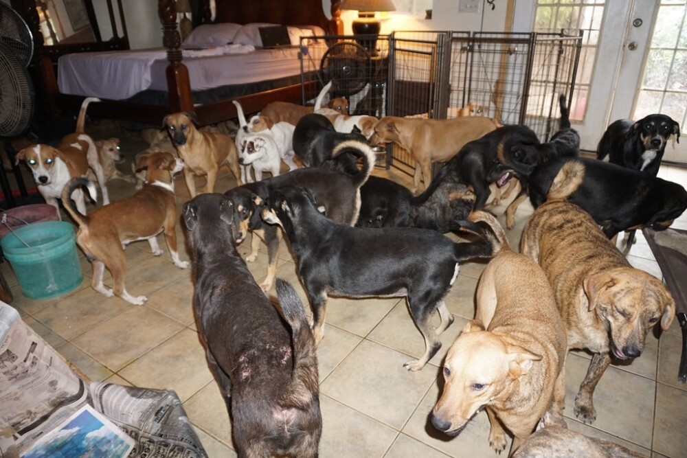 100 de câini, salvați de o femeie din calea uraganului Dorian. „E o nebunie aici” - Imaginea 4