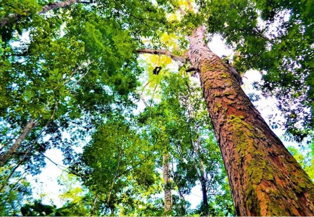 Ce s-a întâmplat cu cel mai înalt copac din Amazon după incendiile devastatoare - Imaginea 1