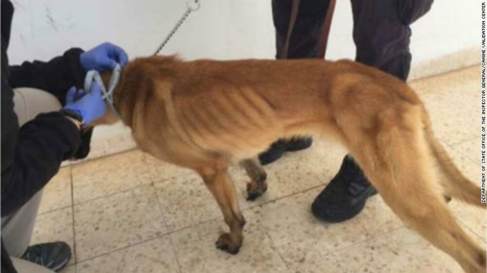 În ce stare au ajuns câinii militari trimiși de SUA în Iordania. Imagini tulburătoare - Imaginea 2