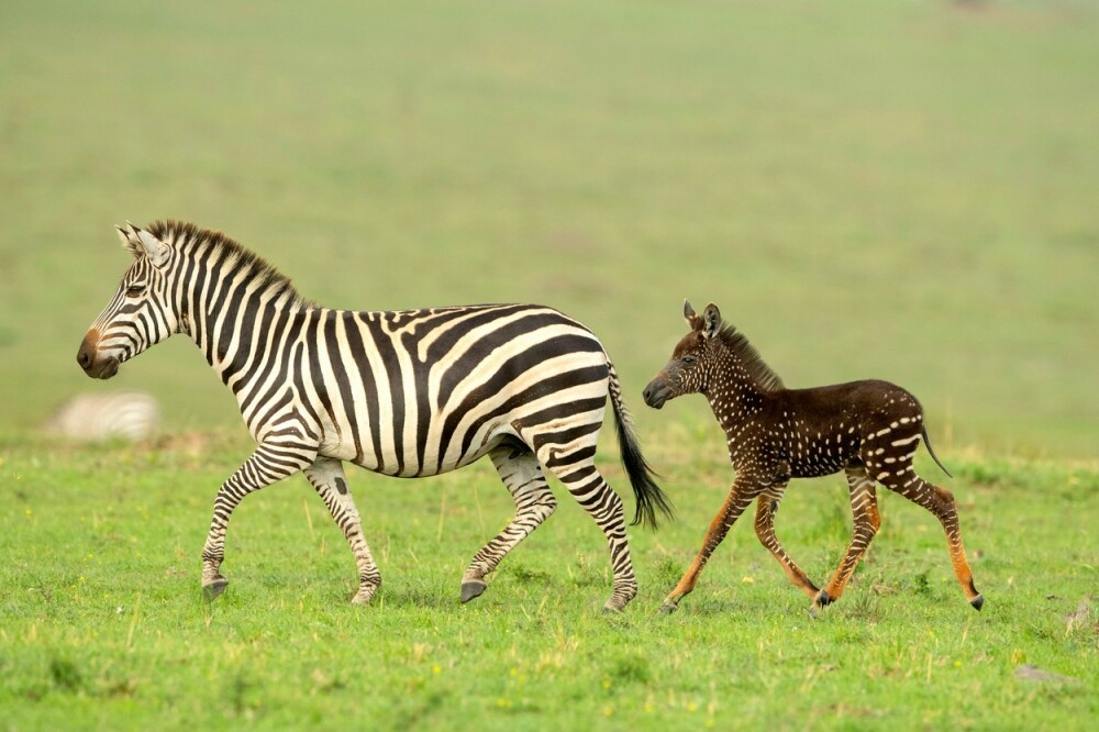 Imagini unice cu un pui de zebră ”mutant”. Cum au fost surprins - Imaginea 3