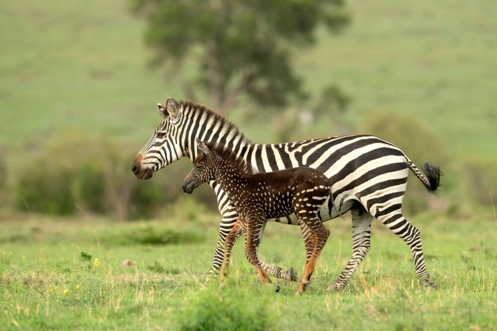 Imagini unice cu un pui de zebră ”mutant”. Cum au fost surprins - Imaginea 4