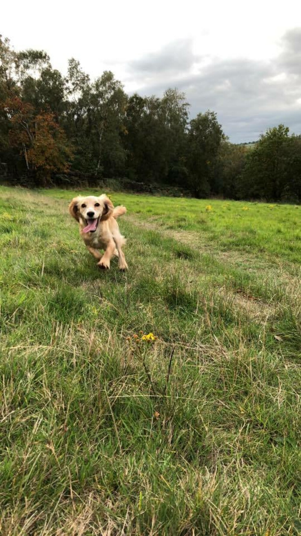 Șocul prin care a trecut un britanic după ce a ieșit cu câinele la plimbare - Imaginea 1