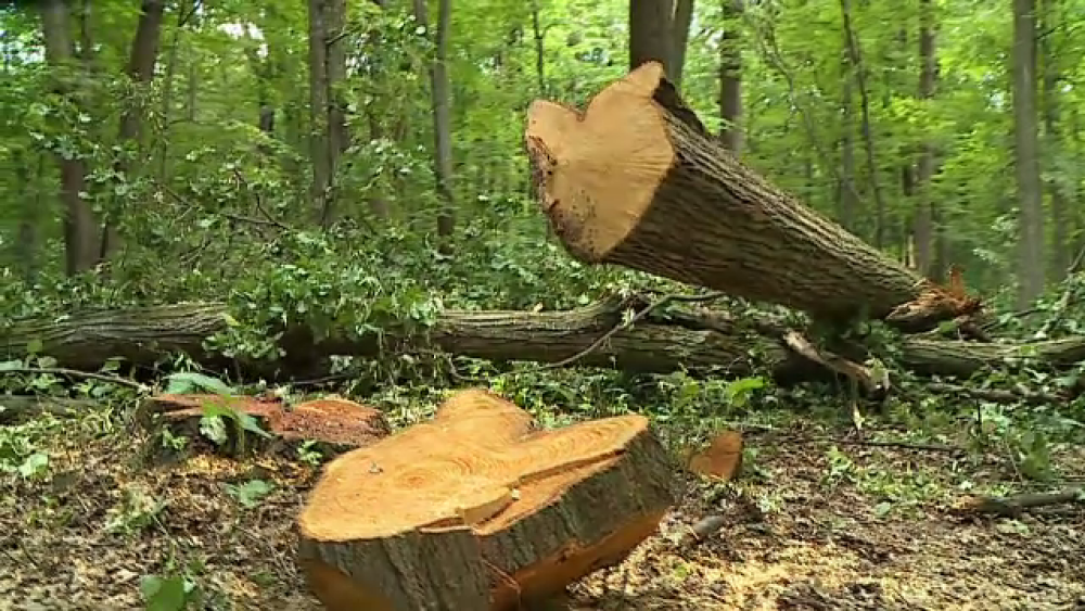 Dezastru ecologic în pădurea Scroviștea. Cum sunt tăiați copacii din aria protejată - Imaginea 1