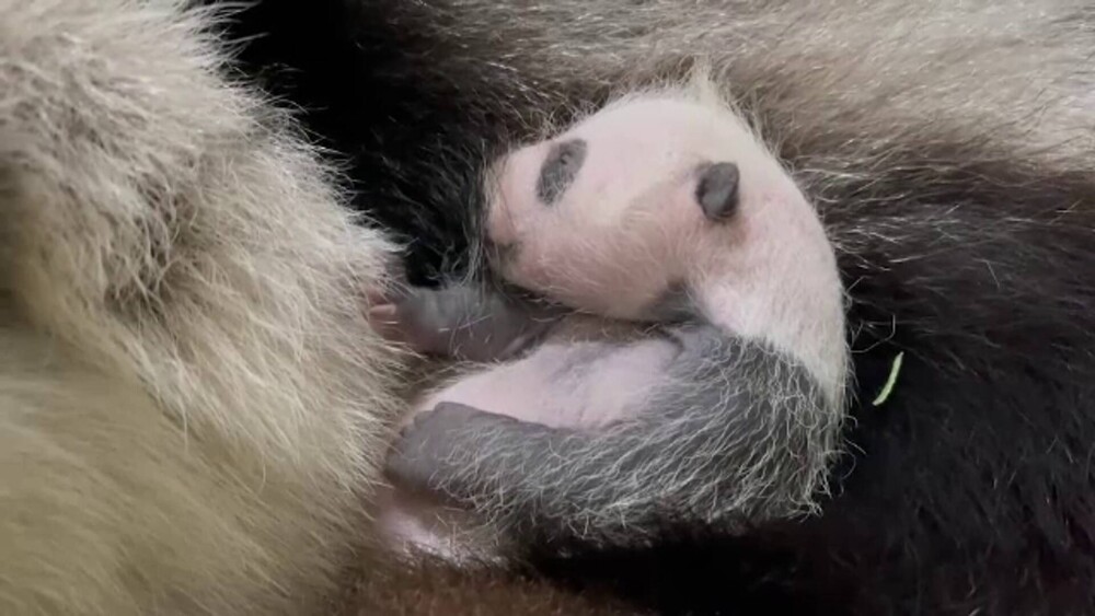 Primul panda uriaș născut în Singapore. A venit pe lume în urmă cu o lună. GALERIE FOTO - Imaginea 1