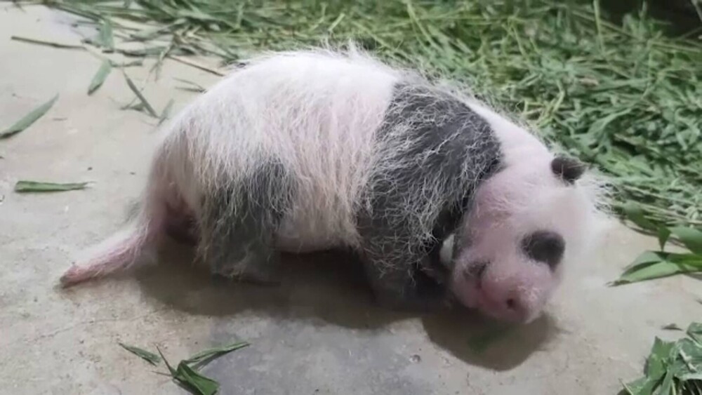 Primul panda uriaș născut în Singapore. A venit pe lume în urmă cu o lună. GALERIE FOTO - Imaginea 2
