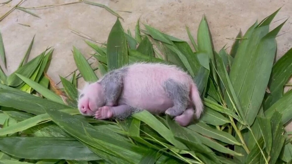 Primul panda uriaș născut în Singapore. A venit pe lume în urmă cu o lună. GALERIE FOTO - Imaginea 3