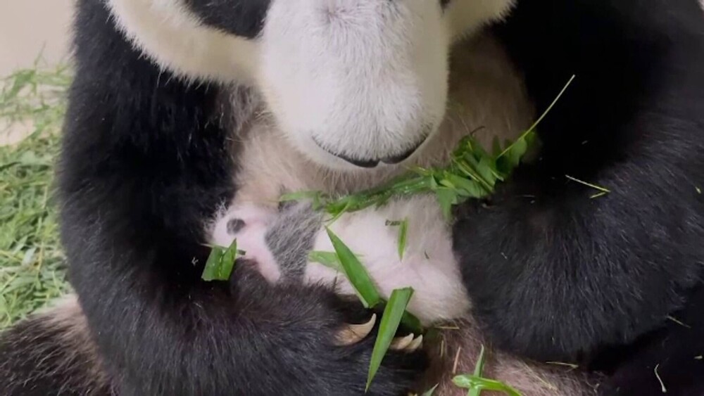 Primul panda uriaș născut în Singapore. A venit pe lume în urmă cu o lună. GALERIE FOTO - Imaginea 4