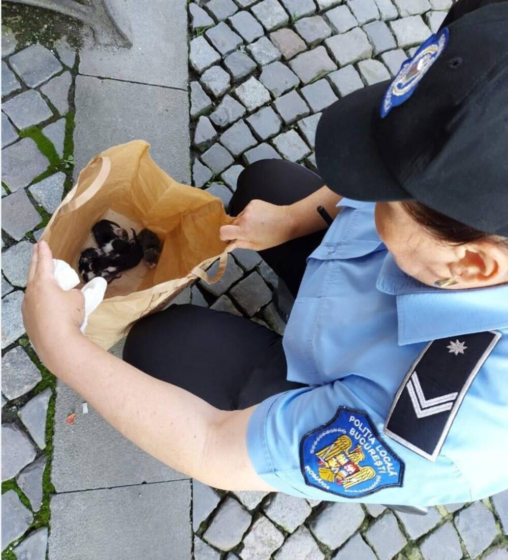 Un bărbat care a abandonat cinci pui de pisică pe o stradă din Capitală a fost amendat cu 3.000 de lei - Imaginea 1