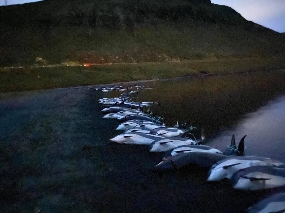 Val de furie după uciderea a peste 1.400 de delfini, în Feroe. Apele erau înroșite de sânge, iar plajele pline de cadavre - Imaginea 2