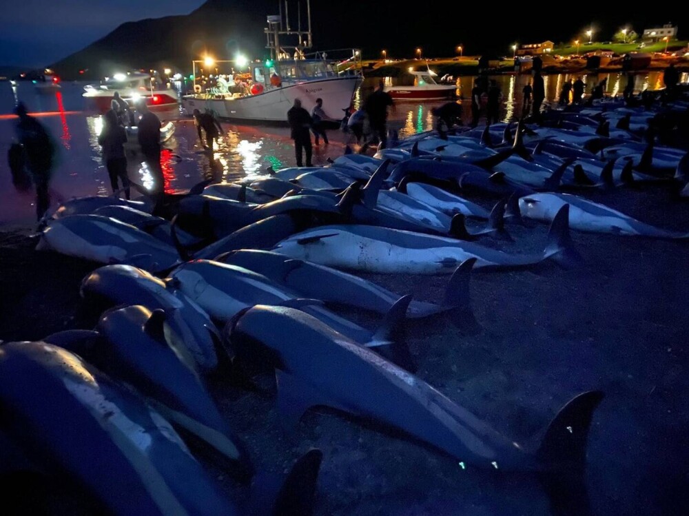 Val de furie după uciderea a peste 1.400 de delfini, în Feroe. Apele erau înroșite de sânge, iar plajele pline de cadavre - Imaginea 3