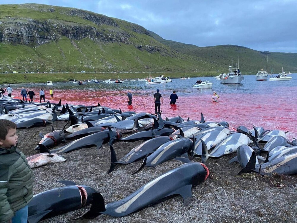 Val de furie după uciderea a peste 1.400 de delfini, în Feroe. Apele erau înroșite de sânge, iar plajele pline de cadavre - Imaginea 5