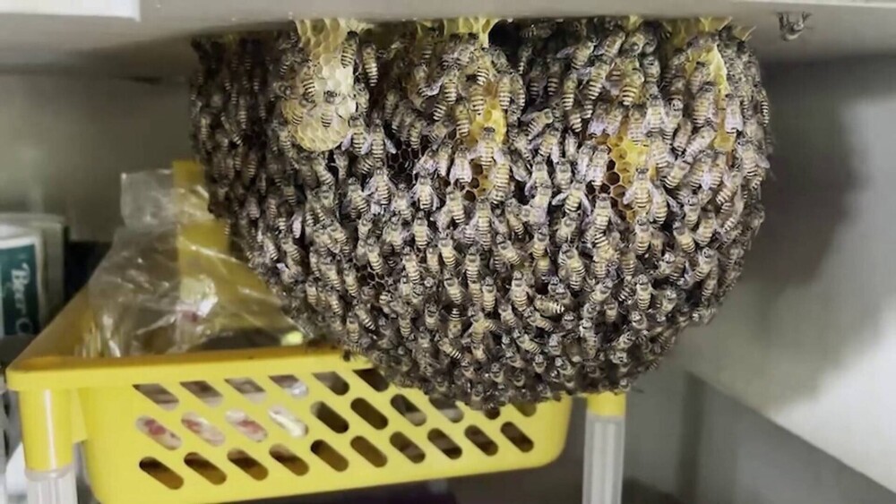 Stup de albine uriaș, descoperit în bucătăria unui restaurant. Motivul pentru care nu vor fi înlăturate. GALERIE FOTO - Imaginea 3