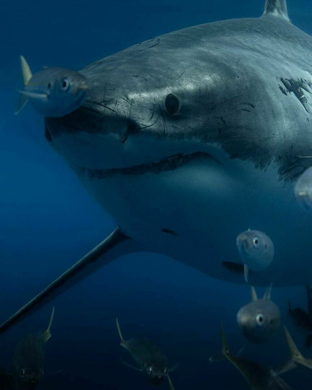 Imagini uimitoare surprinse de supraviețuitorul atacului unui rechin. Fotografiază prădătorii de aproape | GALERIE FOTO - Imaginea 1