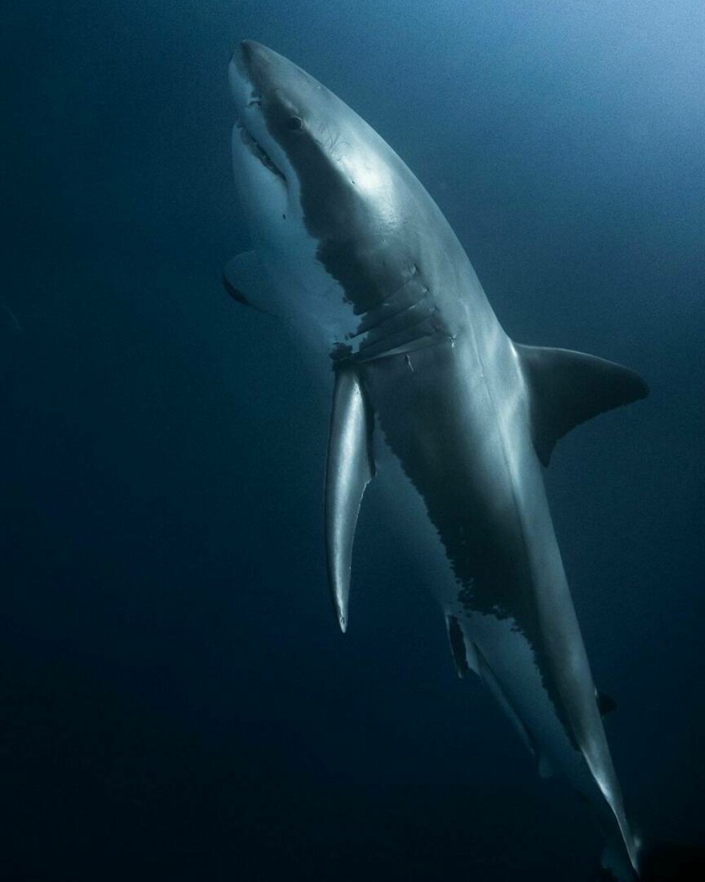 Imagini uimitoare surprinse de supraviețuitorul atacului unui rechin. Fotografiază prădătorii de aproape | GALERIE FOTO - Imaginea 3