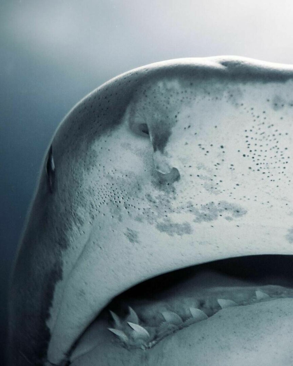 Imagini uimitoare surprinse de supraviețuitorul atacului unui rechin. Fotografiază prădătorii de aproape | GALERIE FOTO - Imaginea 4
