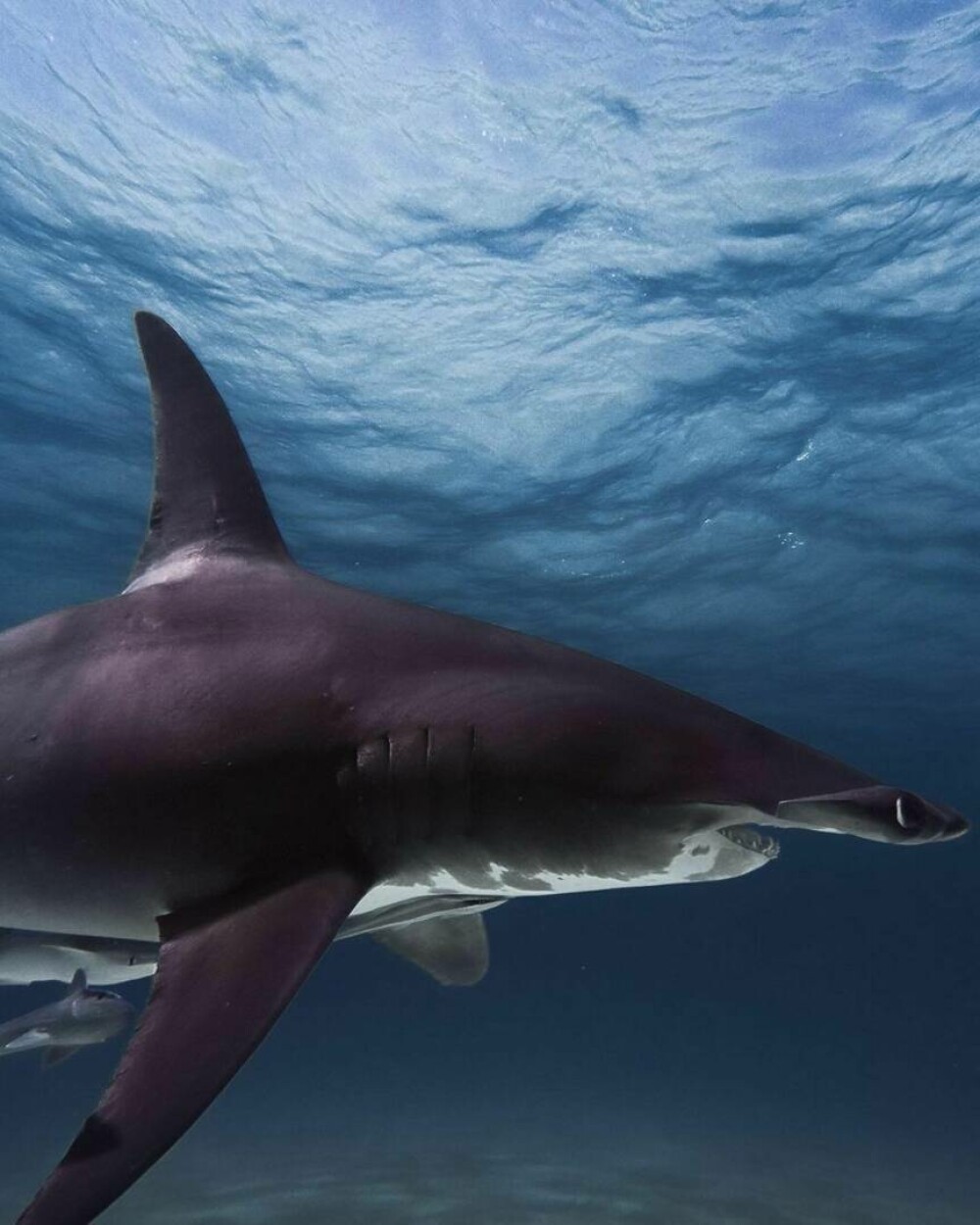Imagini uimitoare surprinse de supraviețuitorul atacului unui rechin. Fotografiază prădătorii de aproape | GALERIE FOTO - Imaginea 5