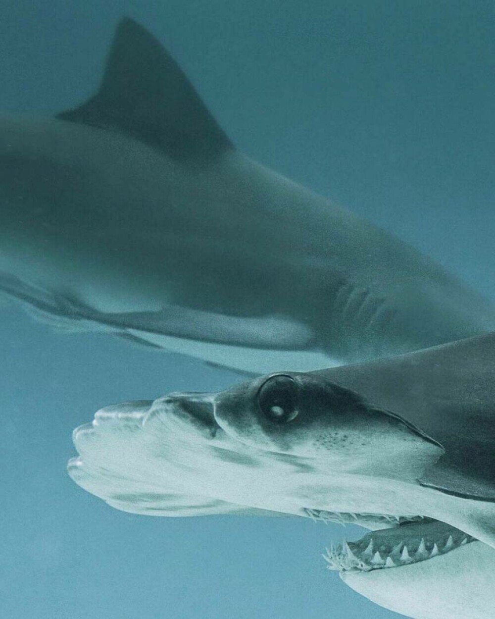 Imagini uimitoare surprinse de supraviețuitorul atacului unui rechin. Fotografiază prădătorii de aproape | GALERIE FOTO - Imaginea 7