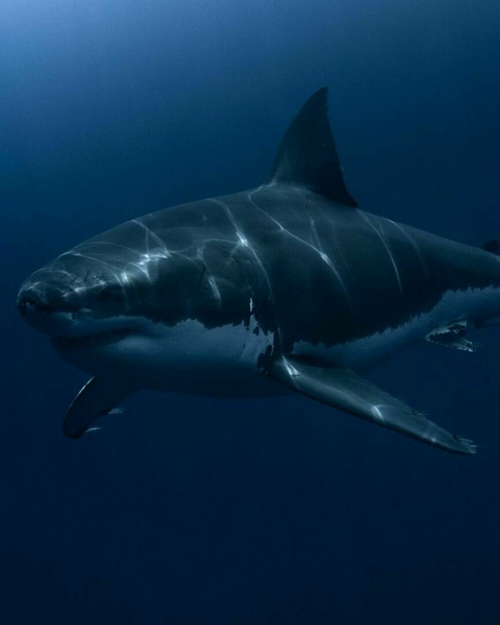 Imagini uimitoare surprinse de supraviețuitorul atacului unui rechin. Fotografiază prădătorii de aproape | GALERIE FOTO - Imaginea 8