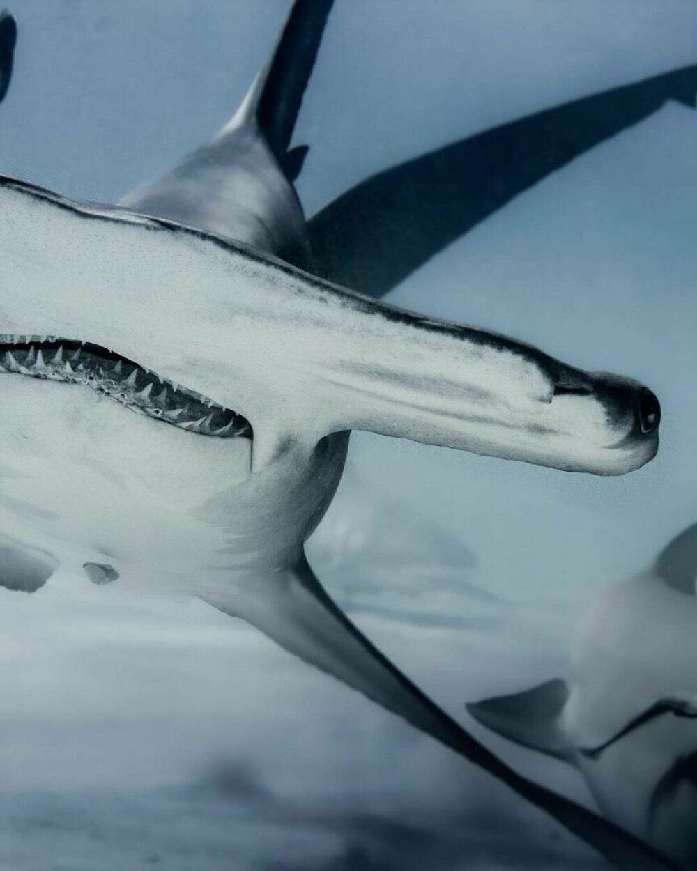 Imagini uimitoare surprinse de supraviețuitorul atacului unui rechin. Fotografiază prădătorii de aproape | GALERIE FOTO - Imaginea 11