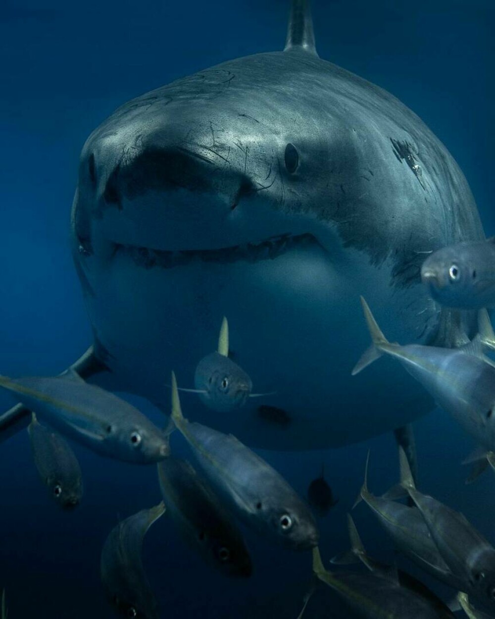 Imagini uimitoare surprinse de supraviețuitorul atacului unui rechin. Fotografiază prădătorii de aproape | GALERIE FOTO - Imaginea 13