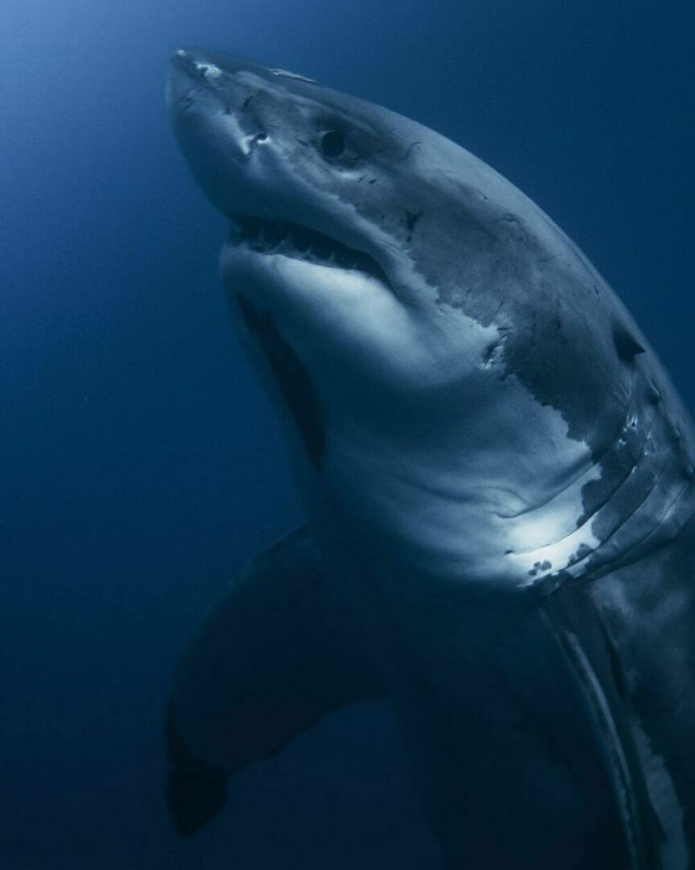 Imagini uimitoare surprinse de supraviețuitorul atacului unui rechin. Fotografiază prădătorii de aproape | GALERIE FOTO - Imaginea 14