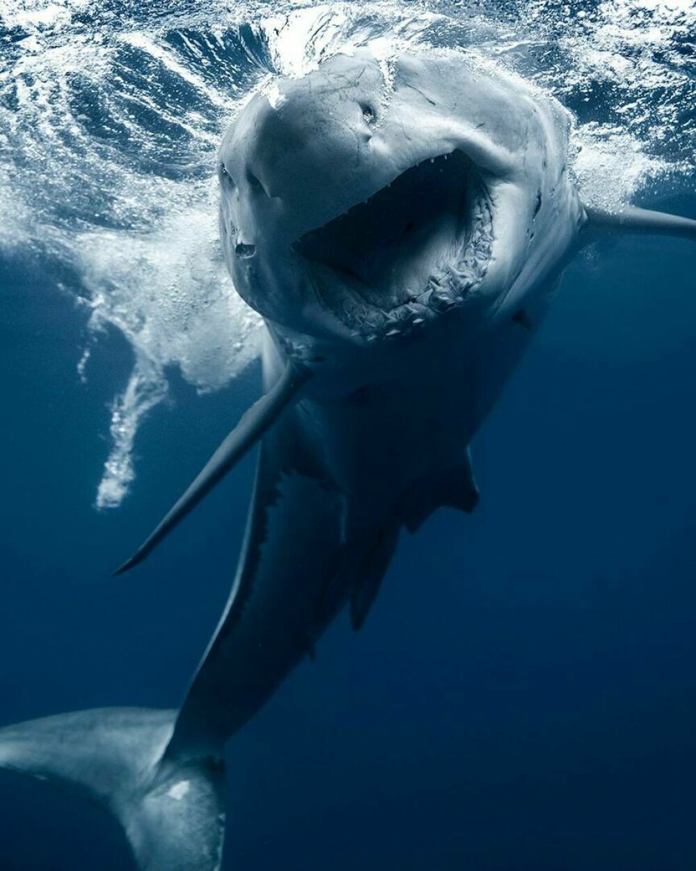 Imagini uimitoare surprinse de supraviețuitorul atacului unui rechin. Fotografiază prădătorii de aproape | GALERIE FOTO - Imaginea 15