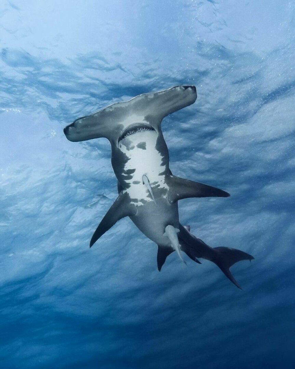 Imagini uimitoare surprinse de supraviețuitorul atacului unui rechin. Fotografiază prădătorii de aproape | GALERIE FOTO - Imaginea 16