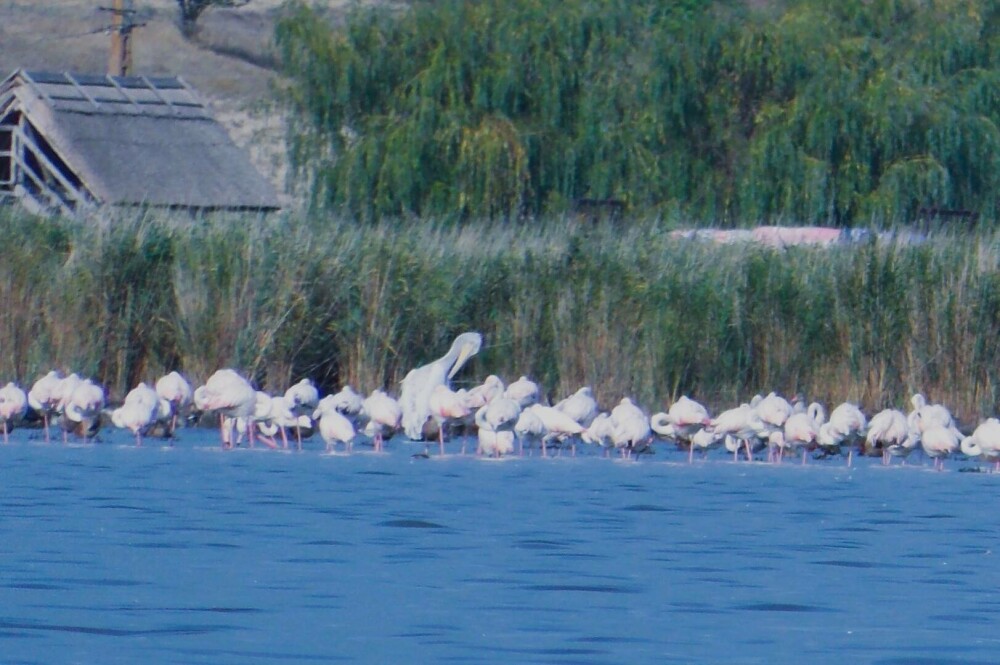 Păsări flamingo, surprinse în apropiere de Jurilovca, Tulcea | GALERIE FOTO - Imaginea 1