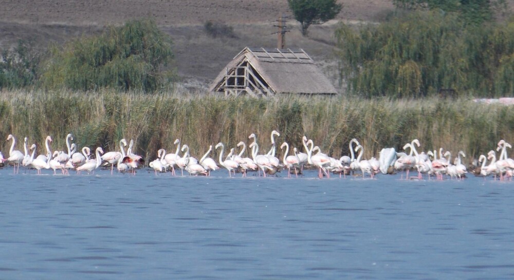 Păsări flamingo, surprinse în apropiere de Jurilovca, Tulcea | GALERIE FOTO - Imaginea 2