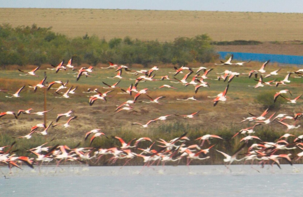 Păsări flamingo, surprinse în apropiere de Jurilovca, Tulcea | GALERIE FOTO - Imaginea 3