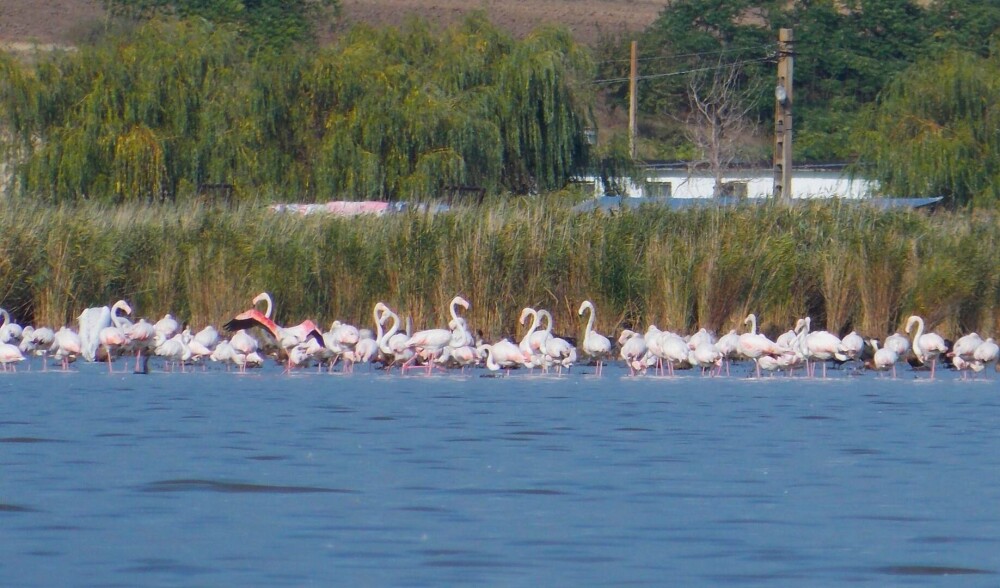 Păsări flamingo, surprinse în apropiere de Jurilovca, Tulcea | GALERIE FOTO - Imaginea 5