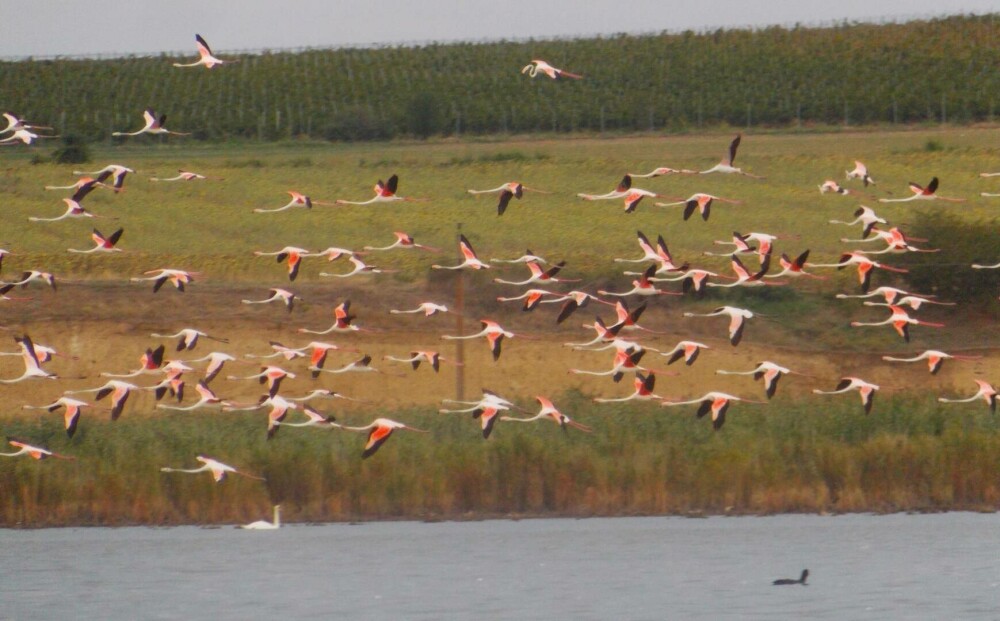 Păsări flamingo, surprinse în apropiere de Jurilovca, Tulcea | GALERIE FOTO - Imaginea 6