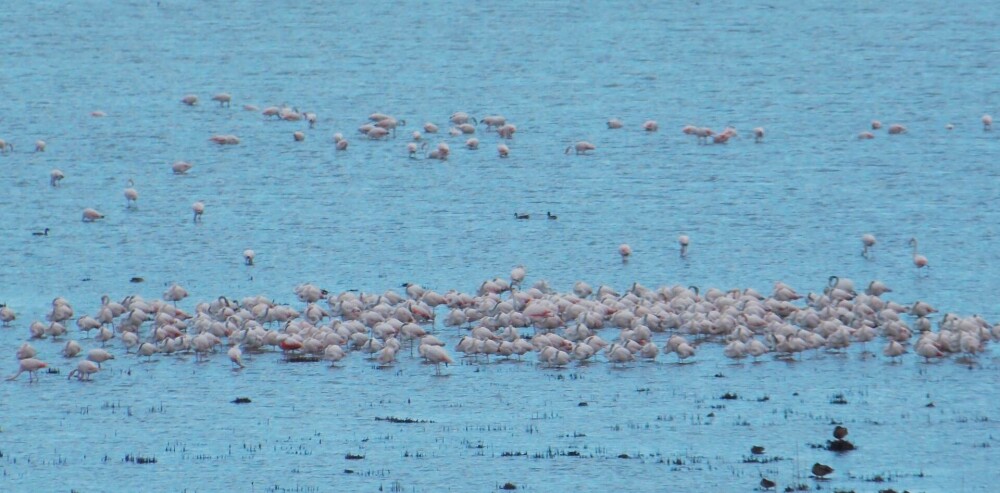 Păsări flamingo, surprinse în apropiere de Jurilovca, Tulcea | GALERIE FOTO - Imaginea 7