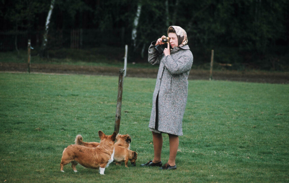 Lucruri fascinante despre câinii reginei Elisabeta a II-a. Ultimii corgi ai suveranei vor locui la Windsor | GALERIE FOTO - Imaginea 1