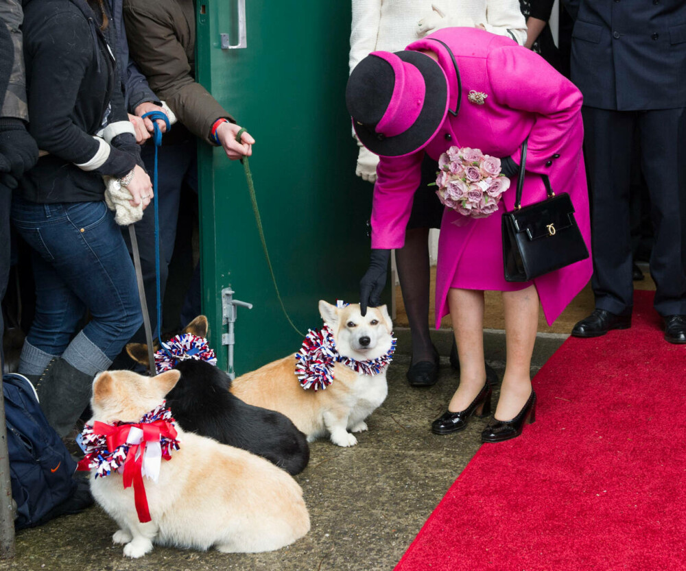 Lucruri fascinante despre câinii reginei Elisabeta a II-a. Ultimii corgi ai suveranei vor locui la Windsor | GALERIE FOTO - Imaginea 18