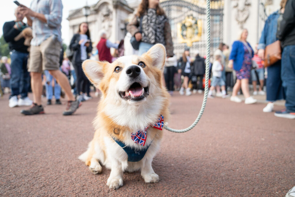 Lucruri fascinante despre câinii reginei Elisabeta a II-a. Ultimii corgi ai suveranei vor locui la Windsor | GALERIE FOTO - Imaginea 16