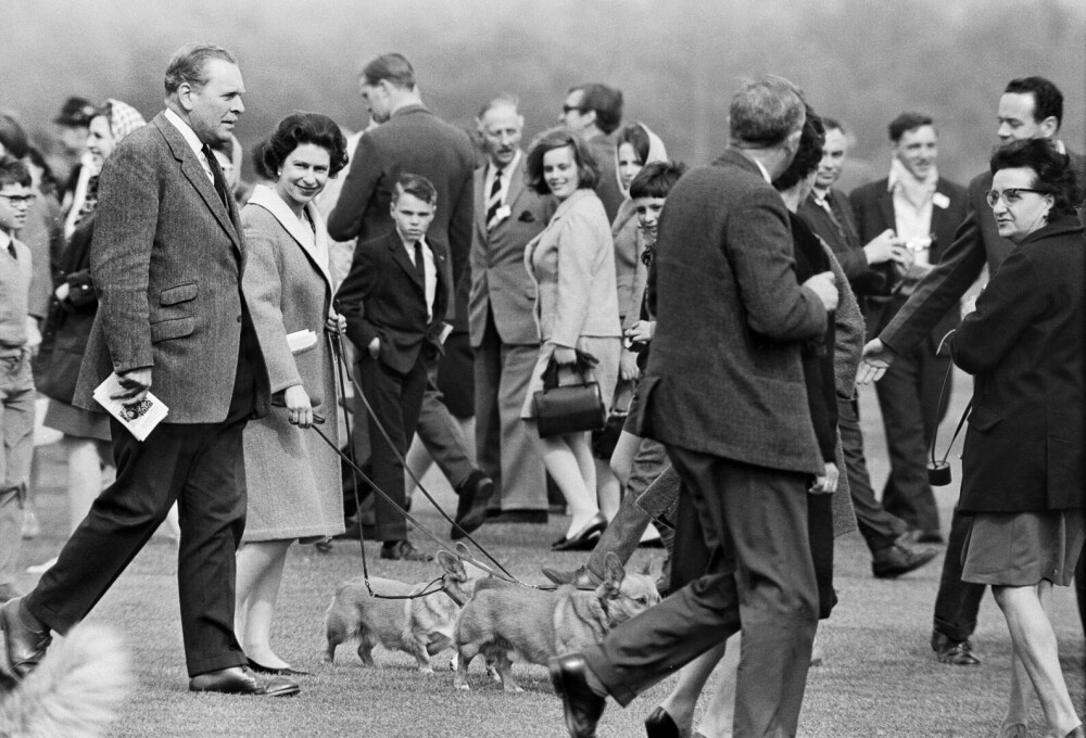 Lucruri fascinante despre câinii reginei Elisabeta a II-a. Ultimii corgi ai suveranei vor locui la Windsor | GALERIE FOTO - Imaginea 9