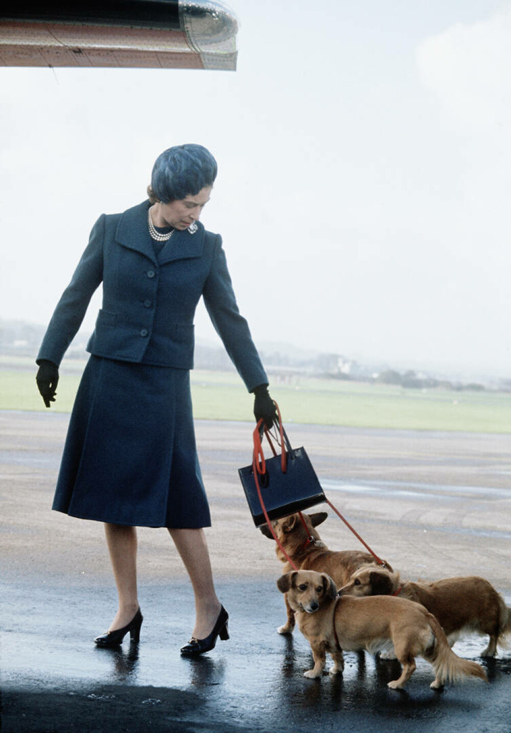 Lucruri fascinante despre câinii reginei Elisabeta a II-a. Ultimii corgi ai suveranei vor locui la Windsor | GALERIE FOTO - Imaginea 3