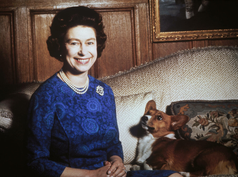 Lucruri fascinante despre câinii reginei Elisabeta a II-a. Ultimii corgi ai suveranei vor locui la Windsor | GALERIE FOTO - Imaginea 2
